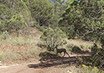 Mogollon Deer