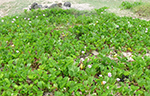 Beach Carpet