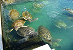 Sea Turtles