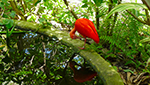 Red Ibis