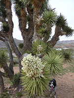 Joshua Tree