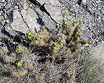 Green Cholla