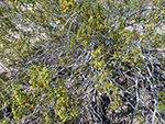 Creosote