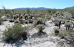 Cholla Garden