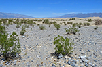 Death Valley Dunes