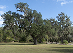 Betsey's Live Oak