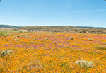 Poppies and Blue Bonnets