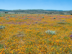 More Mixed Flowers