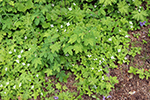 Tundra Flowers