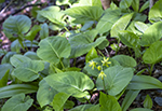 Forest Flower